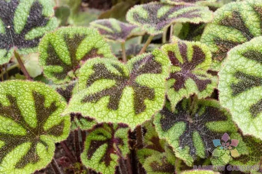 Iron Cross Begonia Seeds - Begonia masoniana - Vibrant Foliage, Indoor & Outdoor Garden Planting, 25+ Seeds, Free Shipping USA