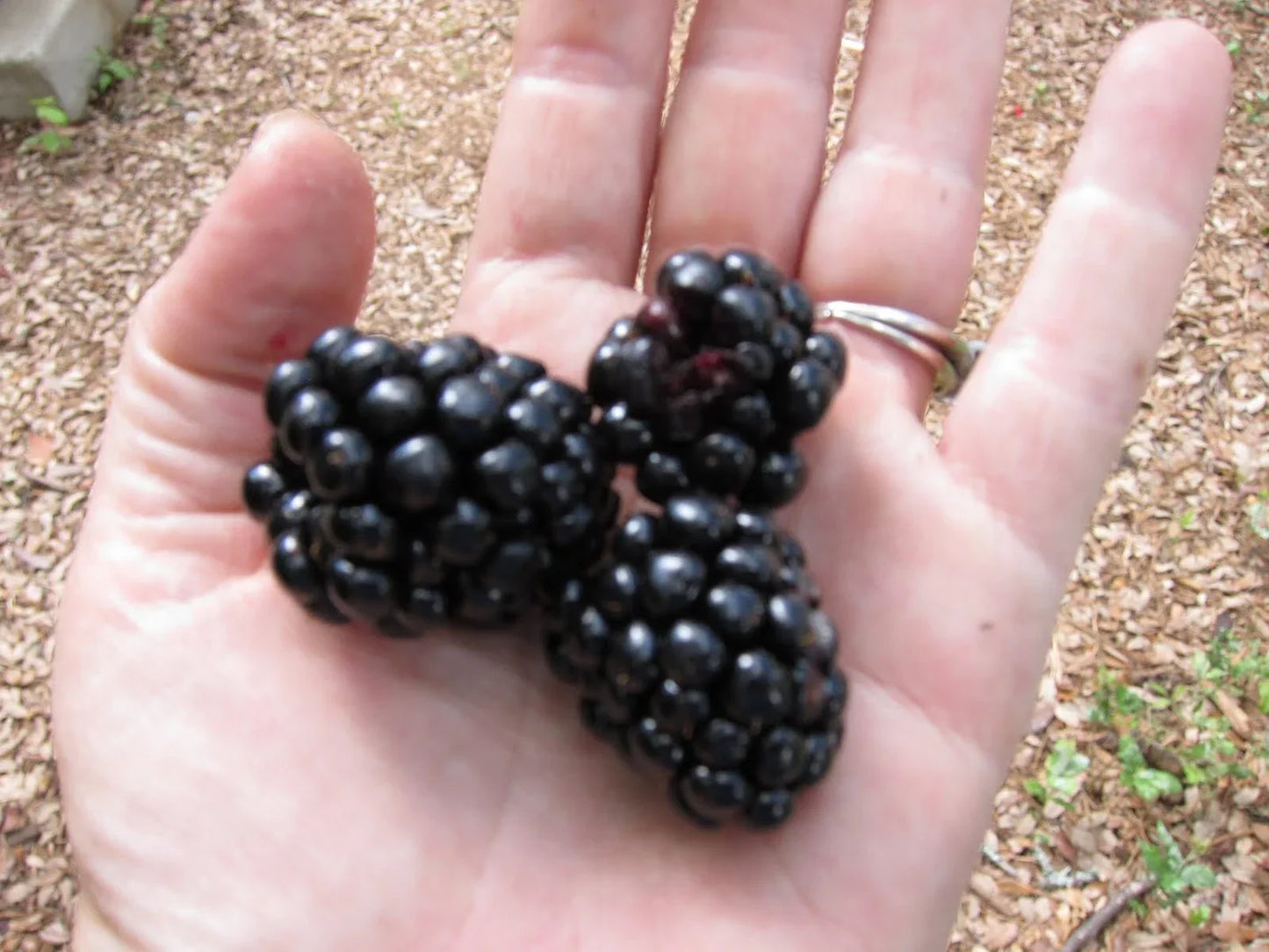 Giant Blackberry Seeds Pack – Rubus fruticosus 'Triple Crown' – High-Yield, Antioxidant, Edible Fruit, Home Garden, 105 Seeds
