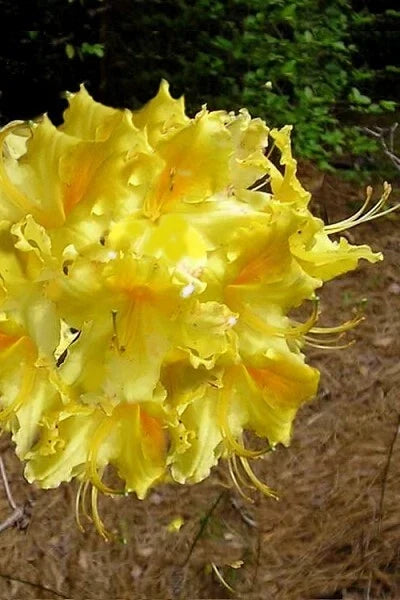 Aromi Azalea Starter Plant, Lemonade Variety, Deciduous Rhododendron, Yellow Blooms, Small Bush, Garden Plant, 4-Inch Pot