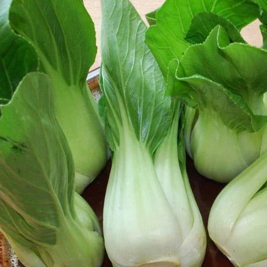 Pak Choi Seeds - Heirloom Chinese Cabbage Brassica rapa var. chinensis - Non-GMO, Fast-Growing Vegetable Seeds for Gardening