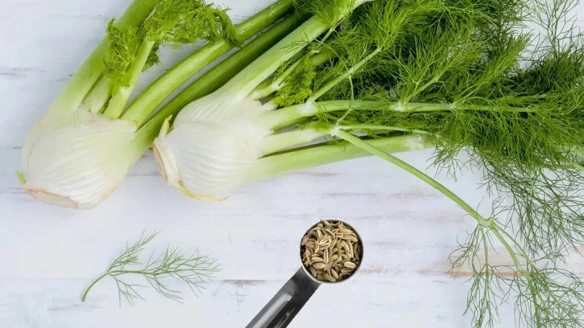 Fennel Herb Seeds - 15 Non-GMO Seeds for Planting - Foeniculum vulgare - Culinary & Garden Use