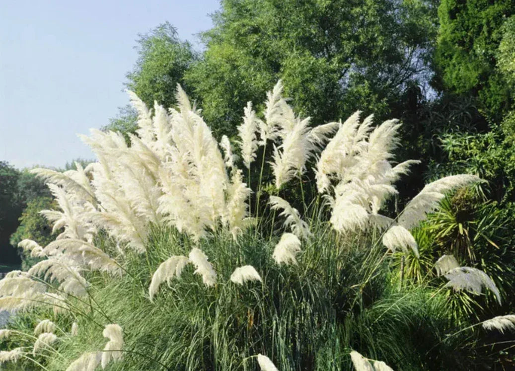 White Pampas Grass Plants – 3 Fully Rooted Live Shrubs in Pots – Cortaderia selloana for Garden Privacy and Decor