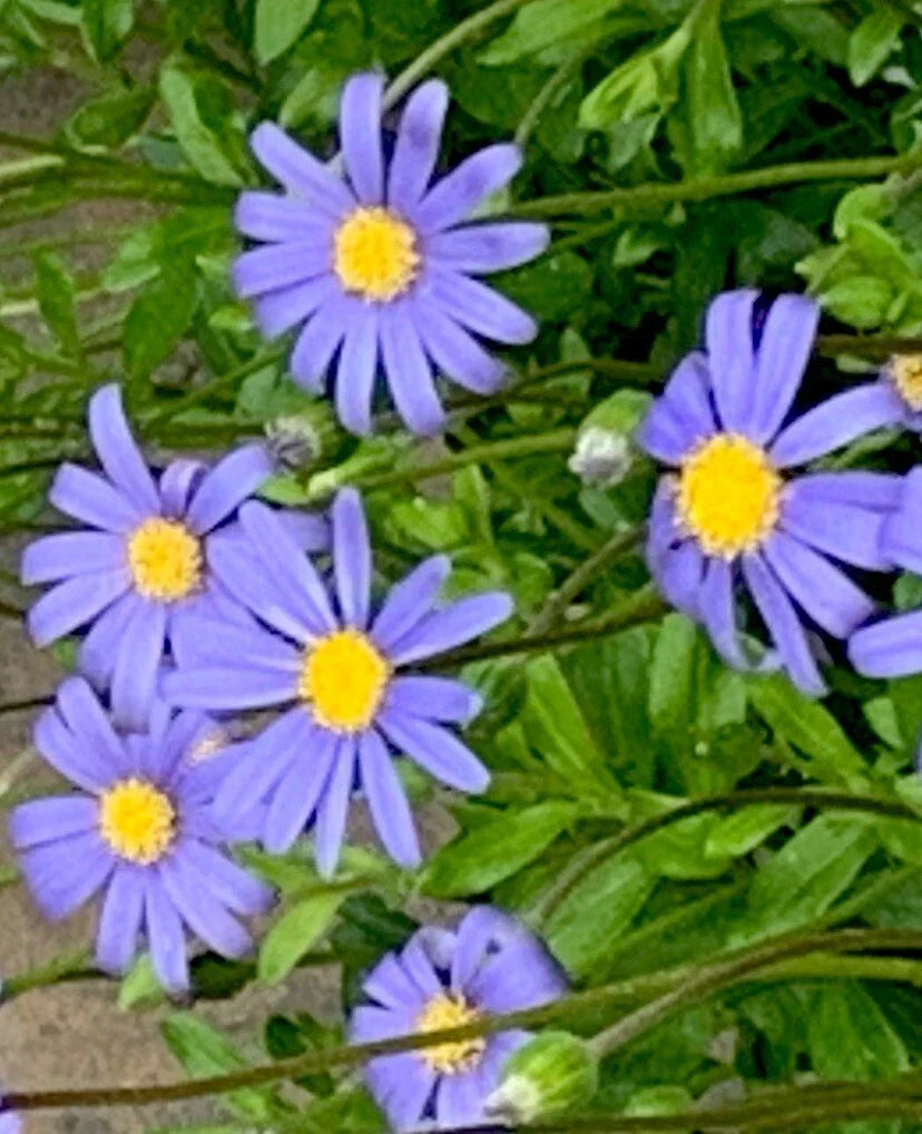 Blue Daisy Seeds 200+ Count - Felicia Flower Seeds for Garden, Bright Blue Blooms, Easy Care, Pollinator Attractant, USA Free Shipping