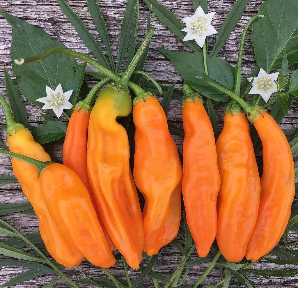 Aji Amarillo Pepper Seeds Pack of 25+ | Capsicum baccatum | Spicy Culinary Garden Planting | Free Shipping USA