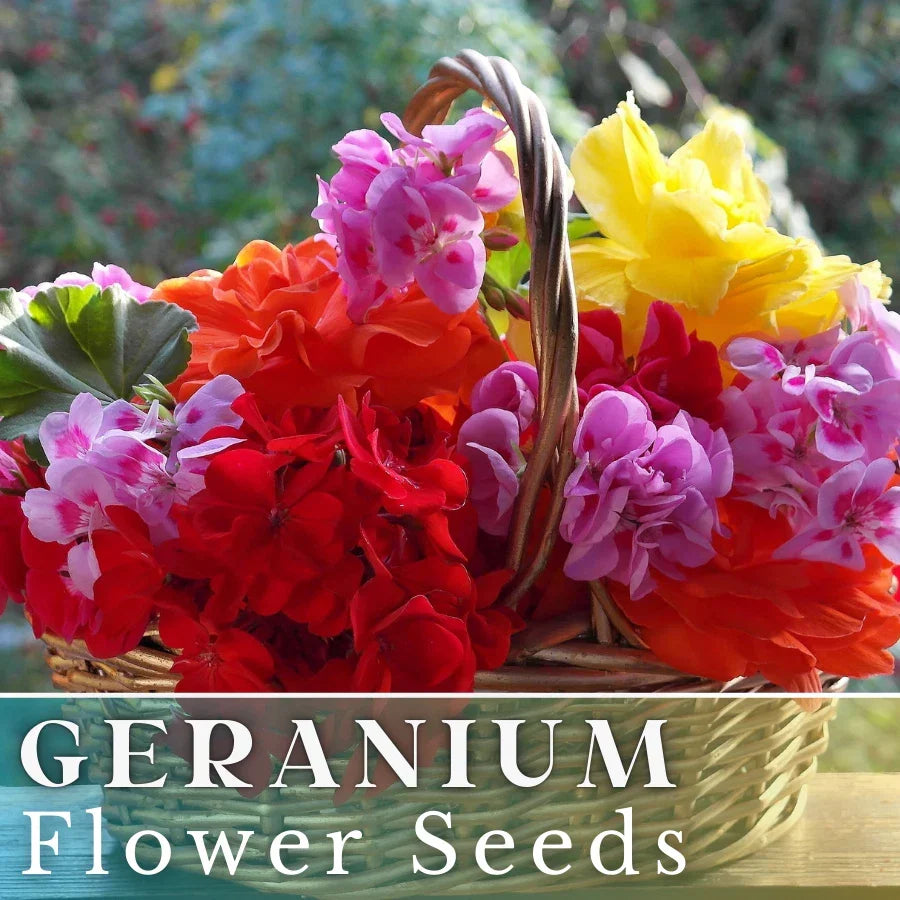 Geranium Seeds - Luster Mix - Fragrant Pelargonium spp. - Non-GMO, 100+ Premium Seeds for Garden, Container & Border Planting