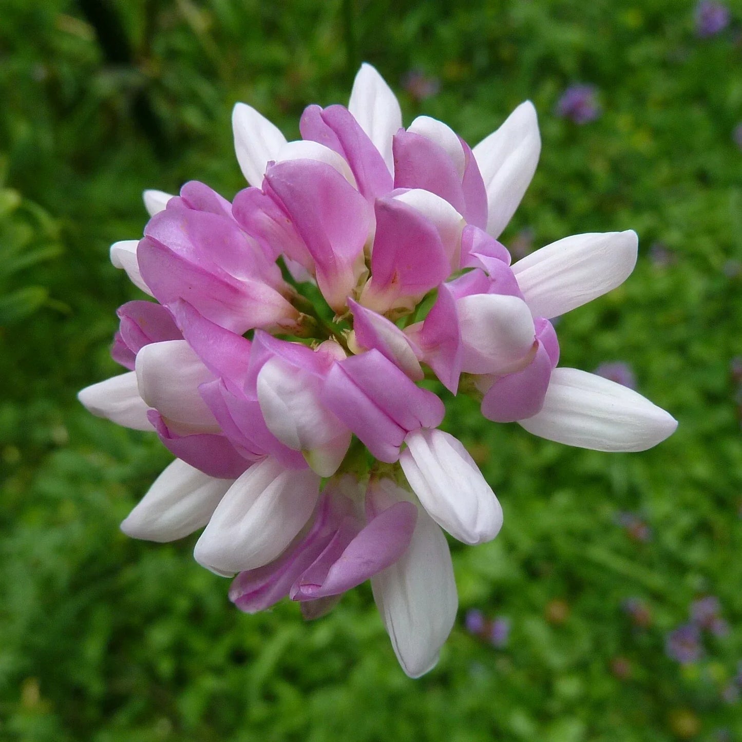Crown Vetch Seeds - 200 Pack, Coronilla varia, Ground Cover for Erosion Control, Pollinator Gardens, Drought-Resistant Perennial