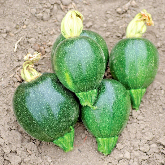 Organic Round Zucchini Seeds - Cucurbita pepo, Container Garden, Non-GMO, 30+ Seeds