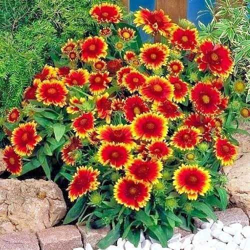 Indian Blanket Flower Seeds - 200+ Gaillardia pulchella Annual Wildflower for Containers, Drought & Heat Tolerant, Native Pollinator Attracting Seeds