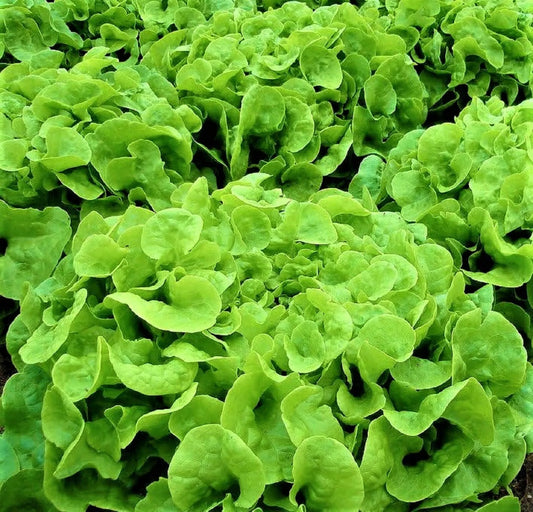 Oakleaf Lettuce Seeds 500+ Non-GMO Heirloom Lactuca sativa for Home Gardening, Salad Greens, Container & Raised Bed Cultivation