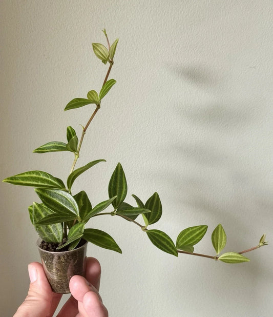 Peperomia Angulata 'Funky Frog' Rooted Cuttings - Unique Green Foliage Indoor Plant