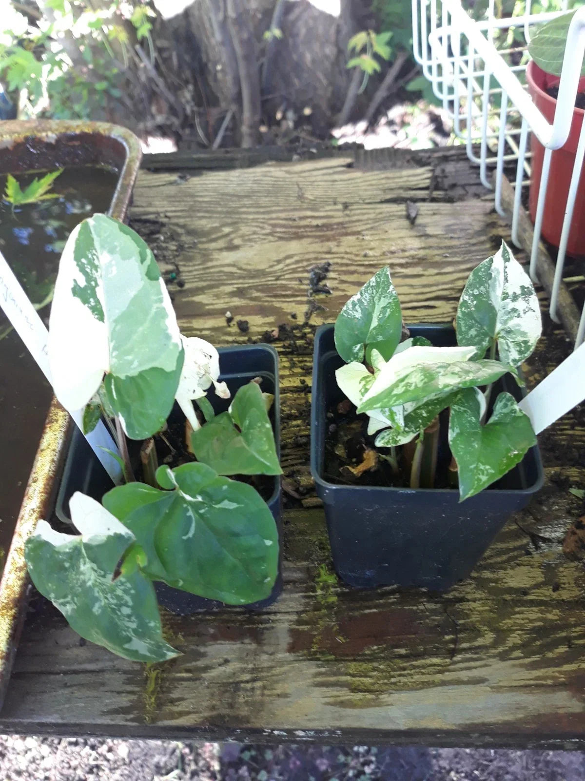 Variegated Arrowhead Vine Plant – Syngonium Albo Variegated Indoor Houseplant for Home Decor & Air Purification