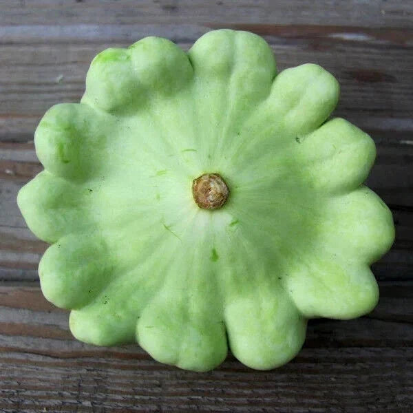 Bennings Green Tint Squash Seeds - Heirloom Non-GMO Cucurbita pepo Vegetable Seeds for Home Gardening
