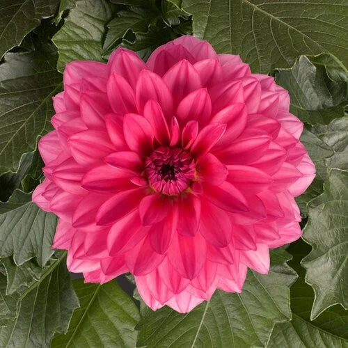Grande Mendoza Dahlia Seeds - Perennial Flower Seeds for Vibrant Blooms - Dahlia pinnata - 25 Pack