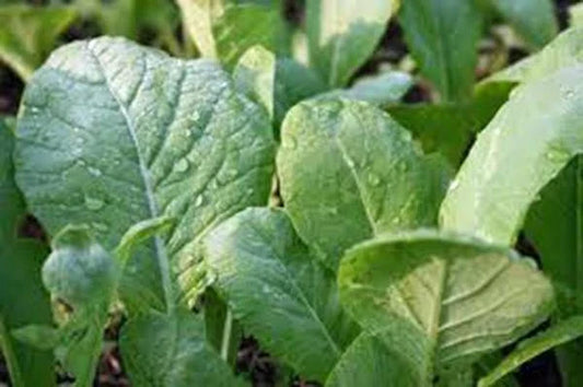 Mustard Greens Seeds Tendergreen Heirloom Non-GMO Brassica juncea Pack of 25+ Seeds
