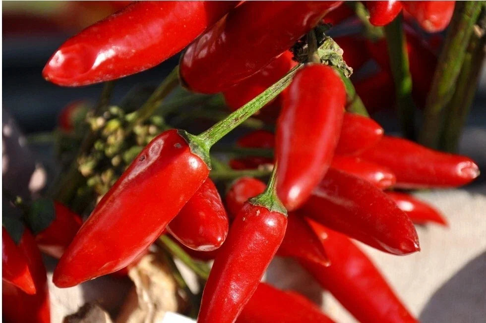 Tabasco Pepper Seeds - Organic Heirloom Non-GMO - Capsicum frutescens - Spicy Hot Peppers for Home Garden and Cooking