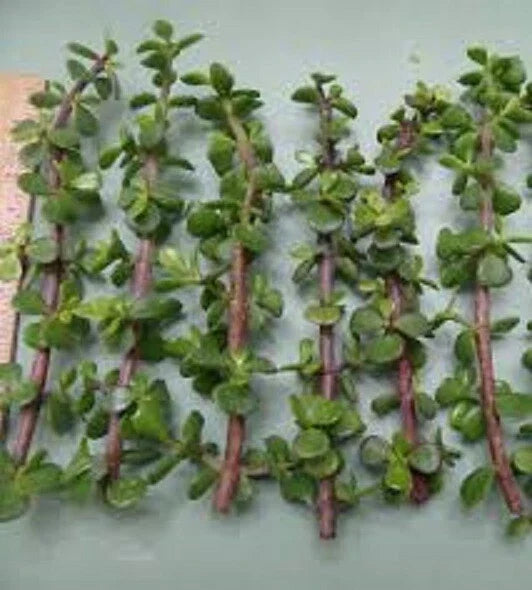 Dwarf Jade Cuttings 11 Pack – Elephant Bush Portulacaria Afra Green and Red Stems Indoor Plant for Gardening