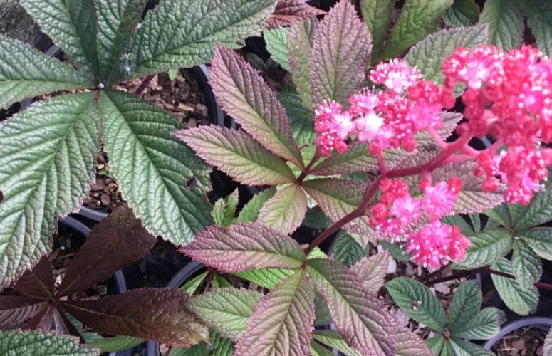 Rodgersia henrici Hybrid Seeds - 15 Perennial Shade Garden Plants for Lush Foliage and Pollinator Attraction