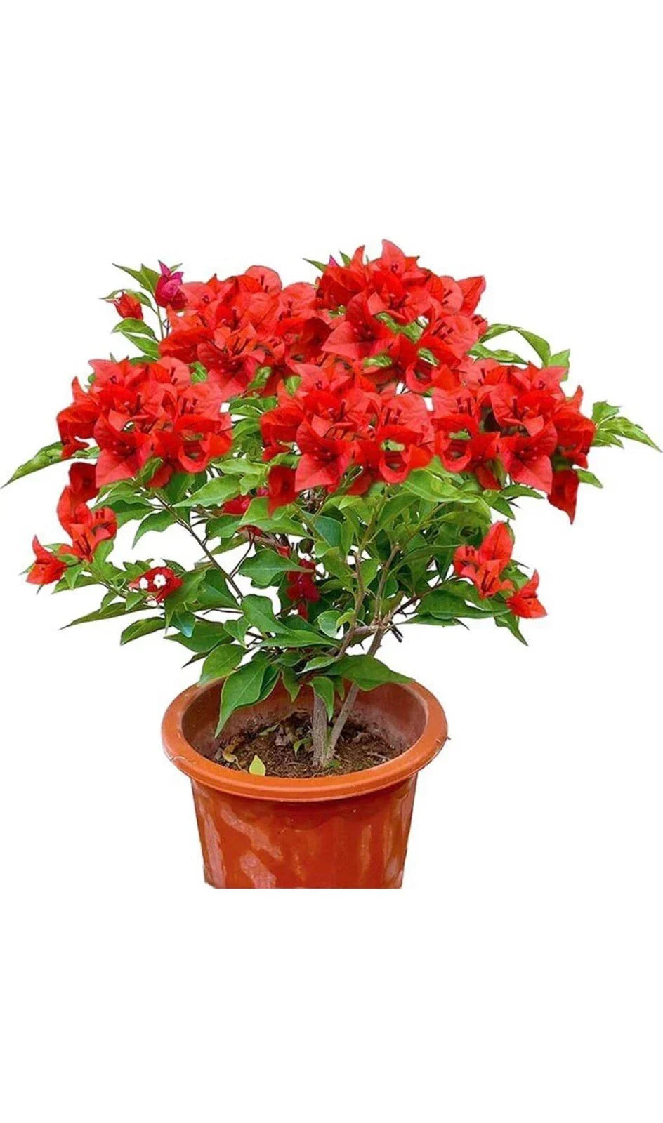 Jamaican Red Bougainvillea Starter Plant - Small Well-Rooted Tropical Flowering Plant Bougainvillea spectabilis