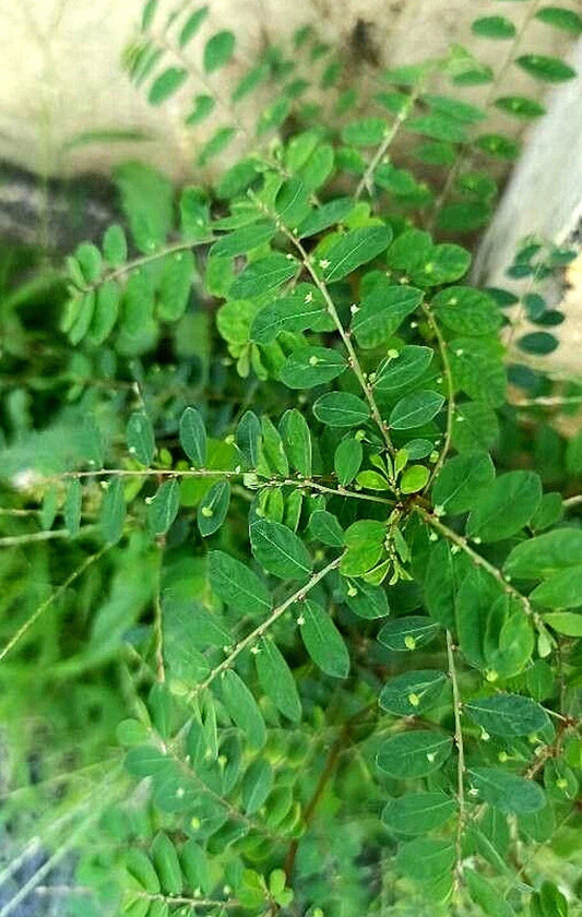 Organic Shanka Piedra Seeds Pack of 100 | Phyllanthus niruri Herb for Herbal Remedies, Stonebreaker Herb Seed