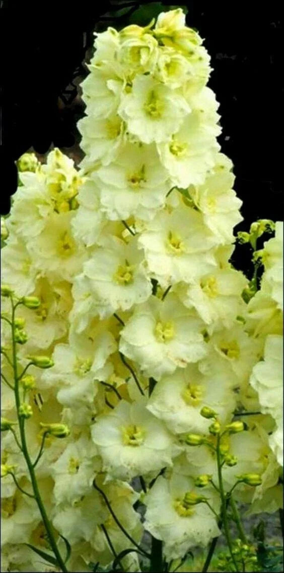 Yellow Delphinium Seeds - Perennial Garden Flower Seeds for Borders & Cut Flowers - Delphinium elatum - USA Seller