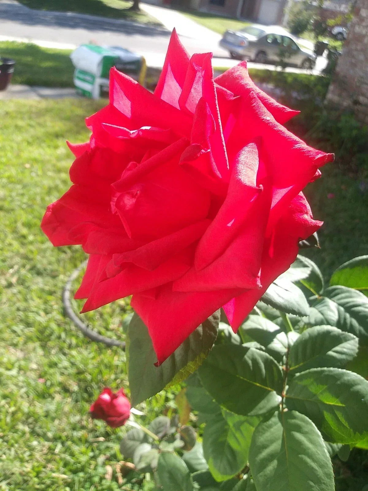Cherry Brandy Red Tea Rose Cuttings – 5 Fragrant Ready to Root Stem Cuttings – Rosa 'Cherry Brandy' for Garden, Pot, or Border