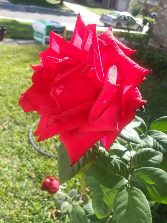 Cherry Brandy Red Tea Rose Cuttings – 5 Fragrant Ready to Root Stem Cuttings – Rosa 'Cherry Brandy' for Garden, Pot, or Border