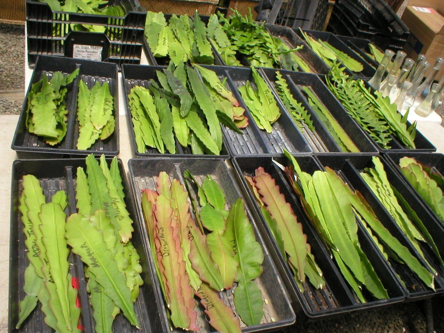 Epiphyllum Cuttings - Aztec Treasure Orchid Cactus - Unique Succulent Variety - Epiphyllum spp.