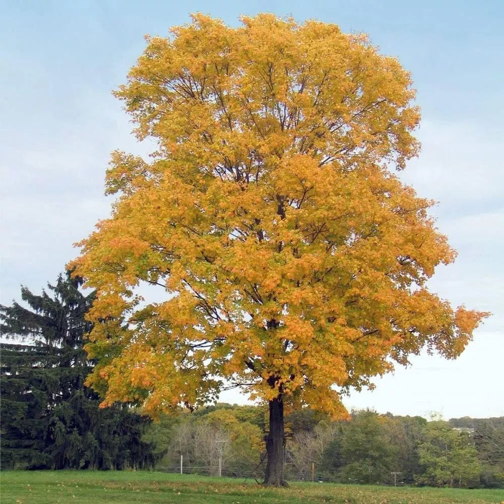 Fast Growing Tree Seeds - Silver Maple Acer Saccharum US Native for Shade, Fall Foliage & Wildlife