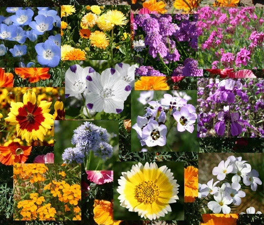 Wildflower Mix Bulk Seeds 1 Oz Blanket Variety Colorful Annuals & Perennials for Pollinator Gardens