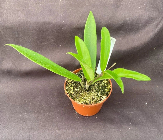Hoya Mini-Belle Plant in 2.5" Pot, Hoya Hybrid, Indoor Houseplant, Easy Care, Trailing Vine, Waxy Leaves, Star-Shaped Flowers