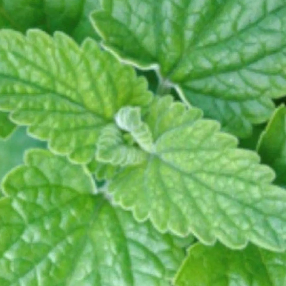 Catnip Seeds – Non-GMO Perennial Herb Seeds for Cats – Nepeta cataria, Full Sun, Easy to Grow, 100 Seeds