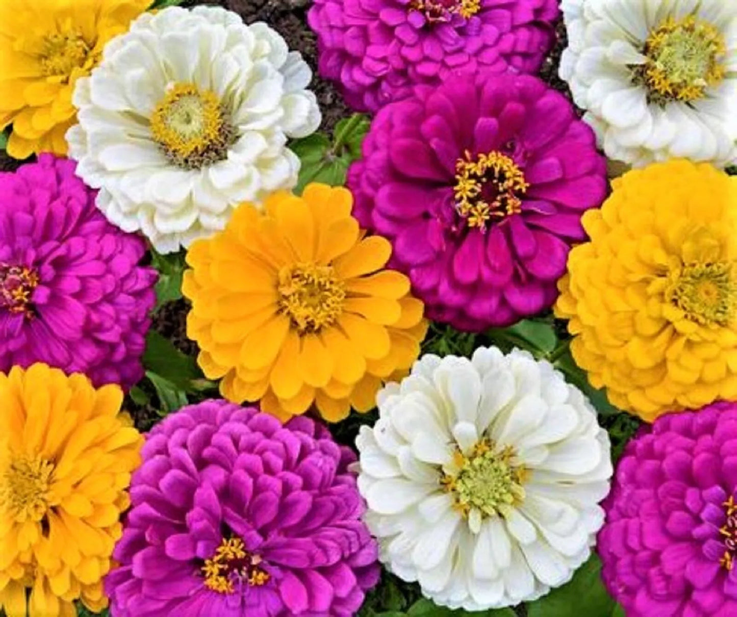 Mardi Gras Zinnia Seeds - 100+ Seeds, Colorful Mix, Zinnia elegans, Butterfly Attracting, Easy to Grow, Garden Flowers