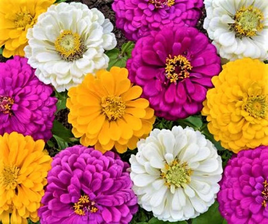 Mardi Gras Zinnia Seeds - 100+ Seeds, Colorful Mix, Zinnia elegans, Butterfly Attracting, Easy to Grow, Garden Flowers