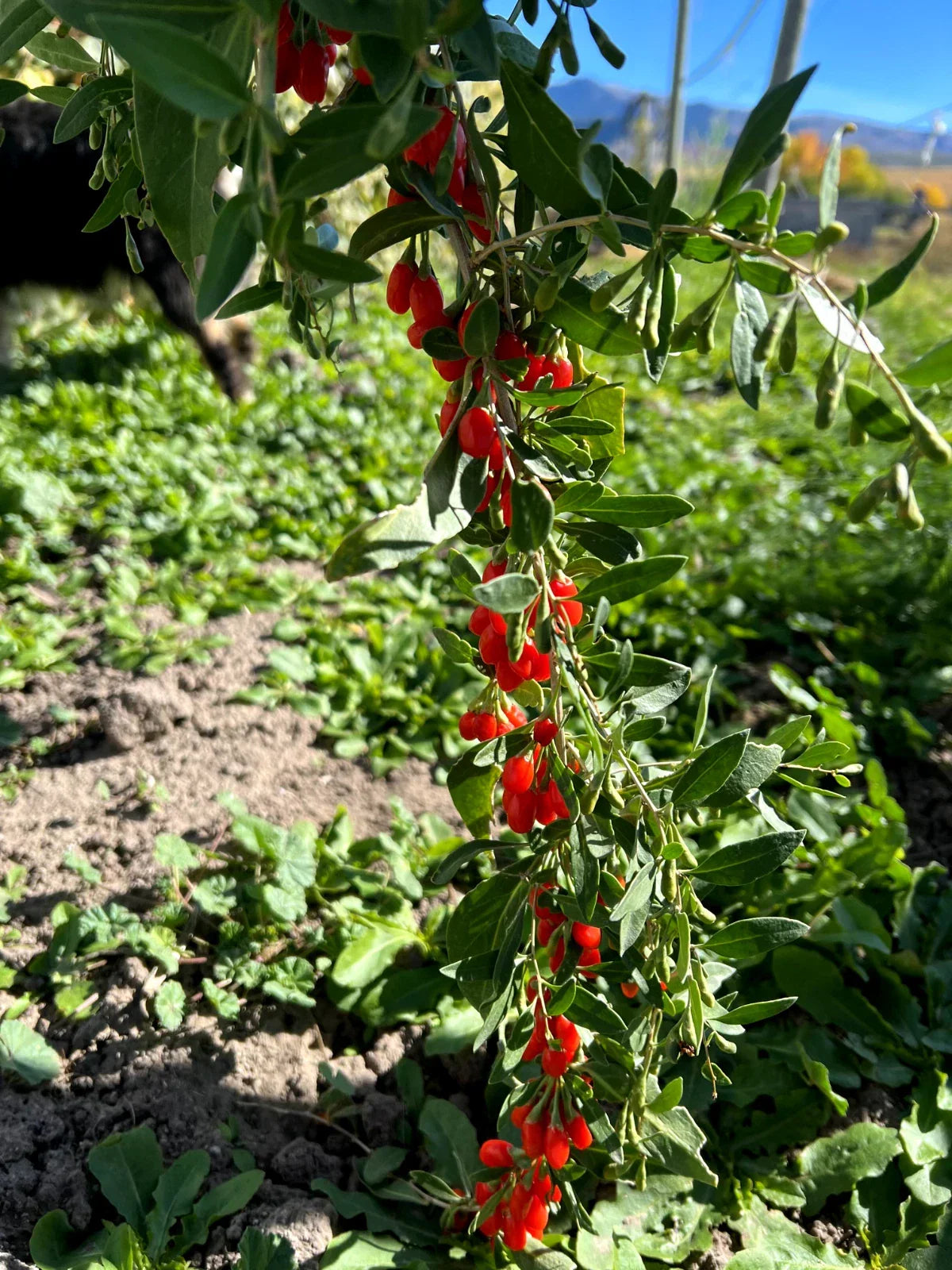 Goji Berry Plant - Live Rooted Shrub ~6" Tall - Wolfberry Superfood Miracle Fruit for Home Gardens