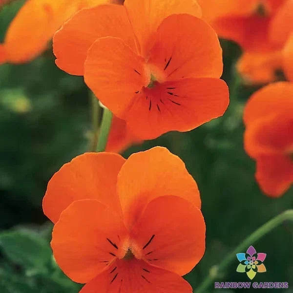 200+ Sorbet XP Deep Orange Pansy Seeds - Viola tricolor var. hortensis Garden Flower, Easy Grow, Vibrant Bloom, Cold Hardy, Full Sun