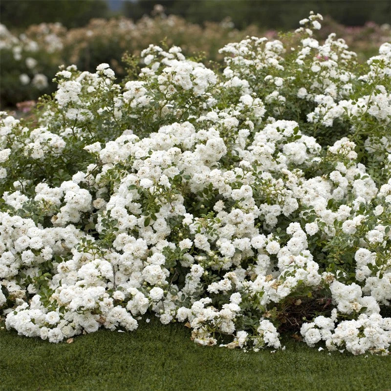Rosa 'Icy Drift' Groundcover Rose Cuttings – Icy Pink Blooms, Disease-Resistant, Compact, Garden Planting, Pollinator Attracting