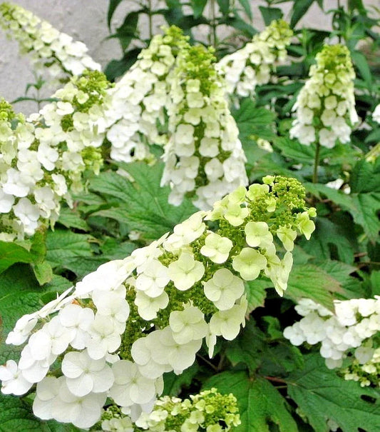 Hydrangea Live Plant - Snow Queen Variety - Quercifolia - 5-6 Inch Tall Flowering Shrub for Garden or Indoor Decor