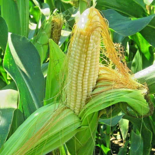 Organic Bantam 8 Row Sweet Corn Seeds | Heirloom Zea mays Vegetable Seeds for Home Gardening