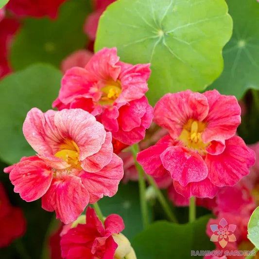 Jewel Cherry Rose Nasturtium Seeds - Tropaeolum majus - Edible Garden Flower Seeds for Pollinators & Container Gardening