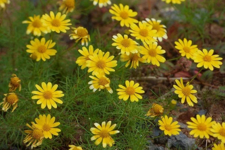 Dahlberg Daisy Seeds 200+ Pack Thymophylla Tenuiloba Yellow Flowering Perennial for Garden Planting