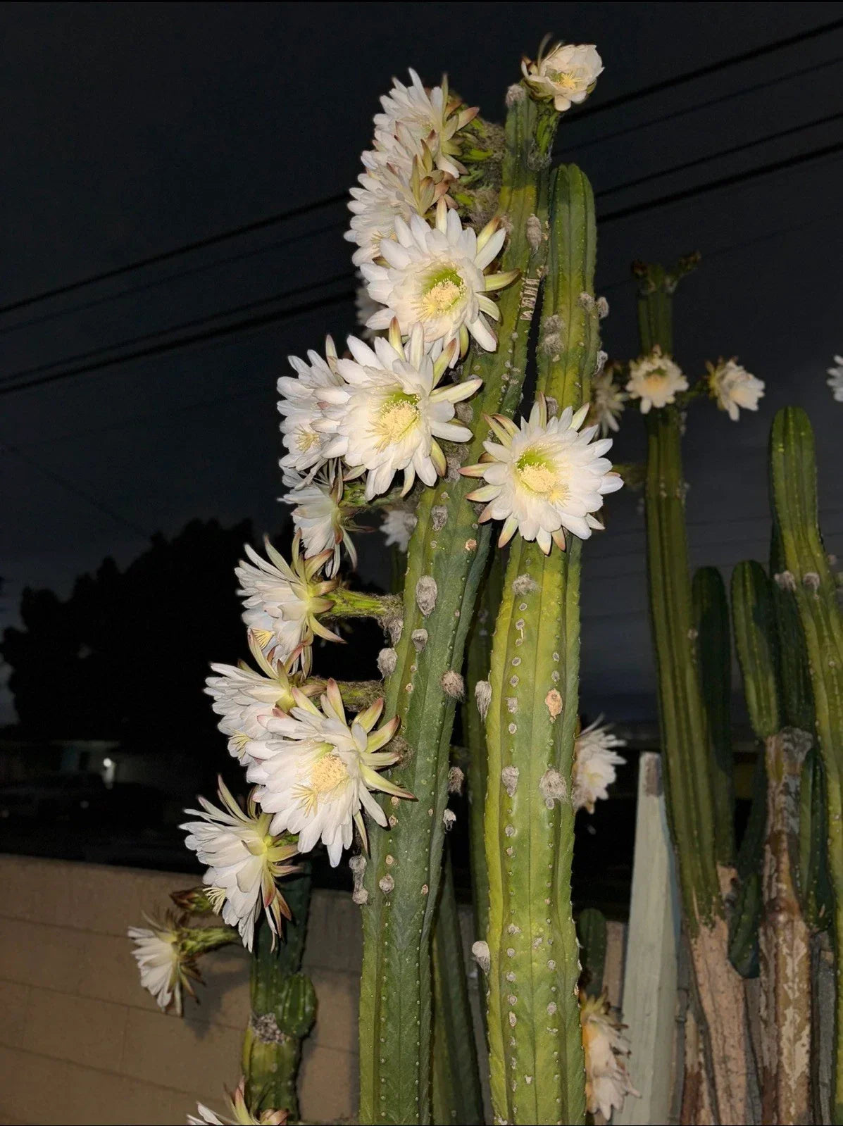 Columnar Cactus Cutting 11” x 2.5” | Succulent Plant | Carnegiea gigantea | Indoor & Outdoor Decor