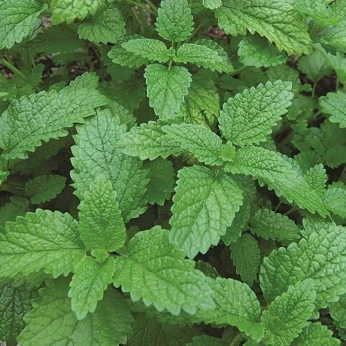 Lemon Balm Seeds | 1,000 Heirloom Non-GMO Melissa officinalis Herb Seeds for Culinary & Tea Gardens