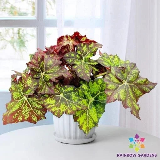 Lime Truffle Begonia Seeds - 25+ Pack, Begonia x tuberhybrida, Vibrant Foliage, Indoor & Outdoor Gardening, Non-GMO