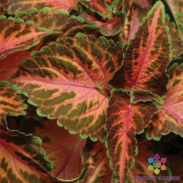 25+ Coral Sunrise Coleus Seeds for Garden Planting, Vibrant Foliage, Solenostemon scutellarioides, Easy to Grow