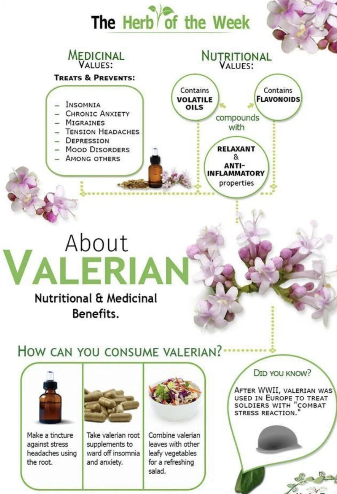 Valerian Seeds 150 Pack - Non-GMO Medicinal Herb - Valeriana officinalis - Relaxation & Herbal Garden Use