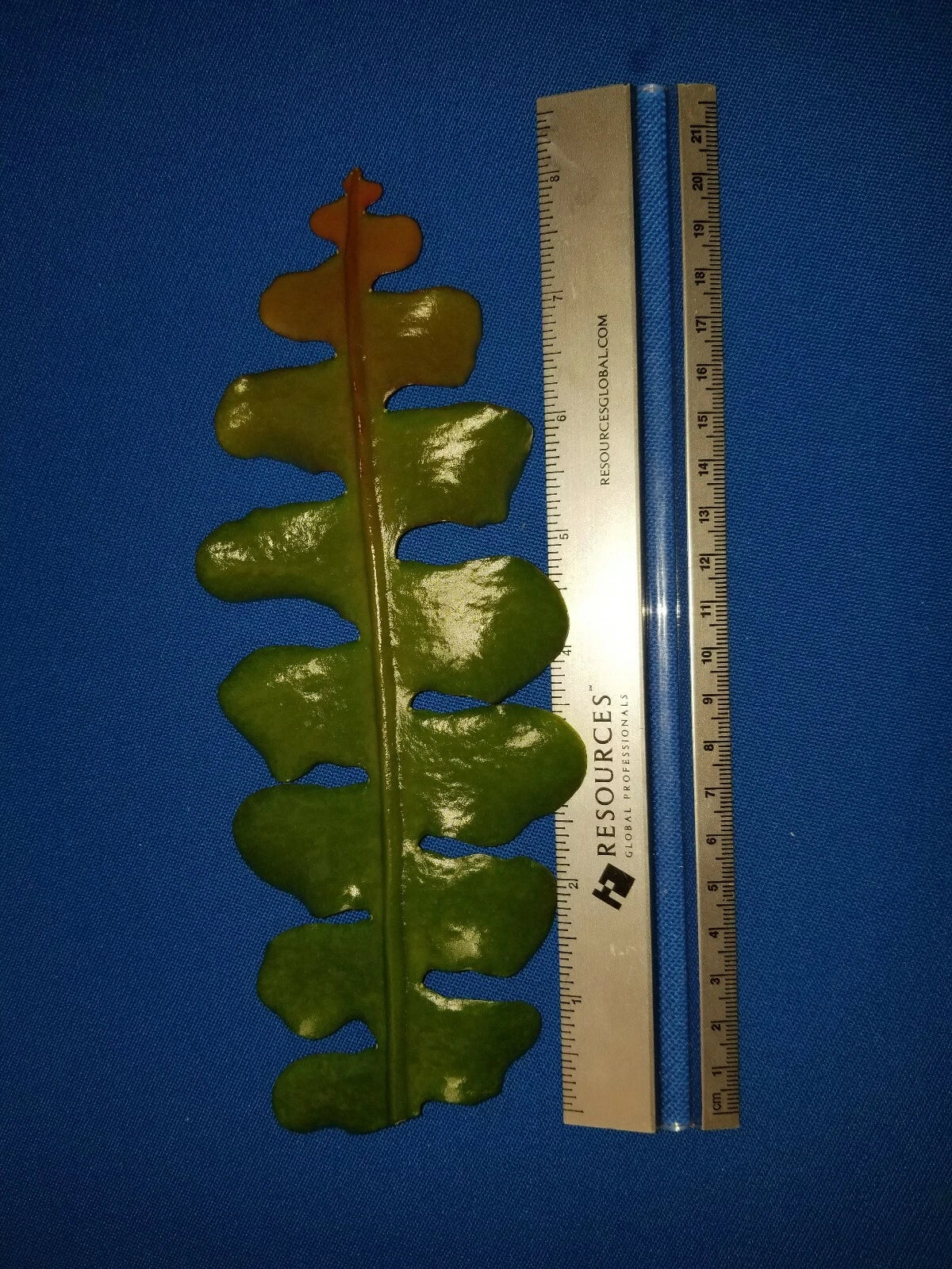 Epiphyllum Anguliger Cuttings 4" – Fragrant White Variety, Fast Growing, Unique Indoor Houseplant, Zigzag Foliage