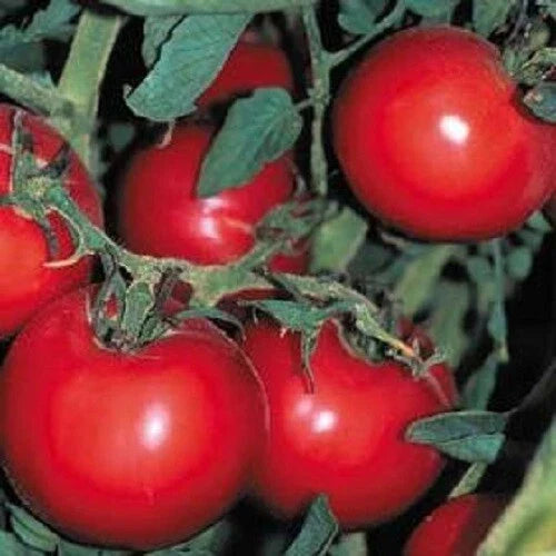 Thessaloniki Premier Slicer Tomato Seeds - Heirloom Solanum lycopersicum for Juicy Salad & Sandwiches, 25 Seeds