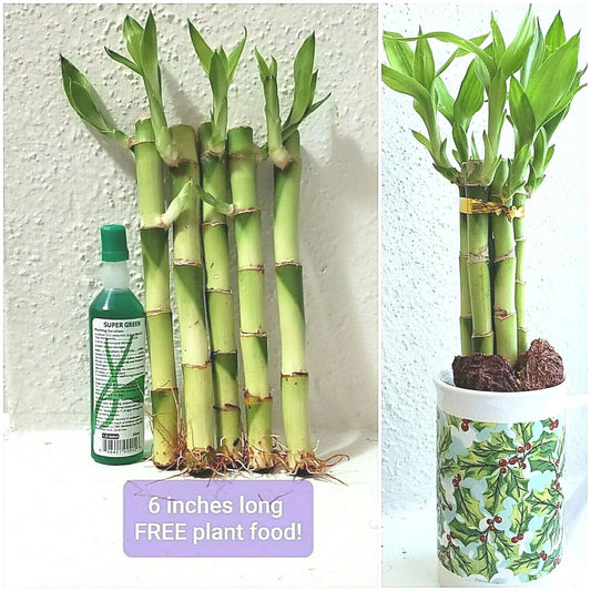 Lucky Bamboo Plant 6" with 5 Stalks, Feng Shui Decor, Dracaena sanderiana, Indoor Perennial, Rooted with Free Plant Food