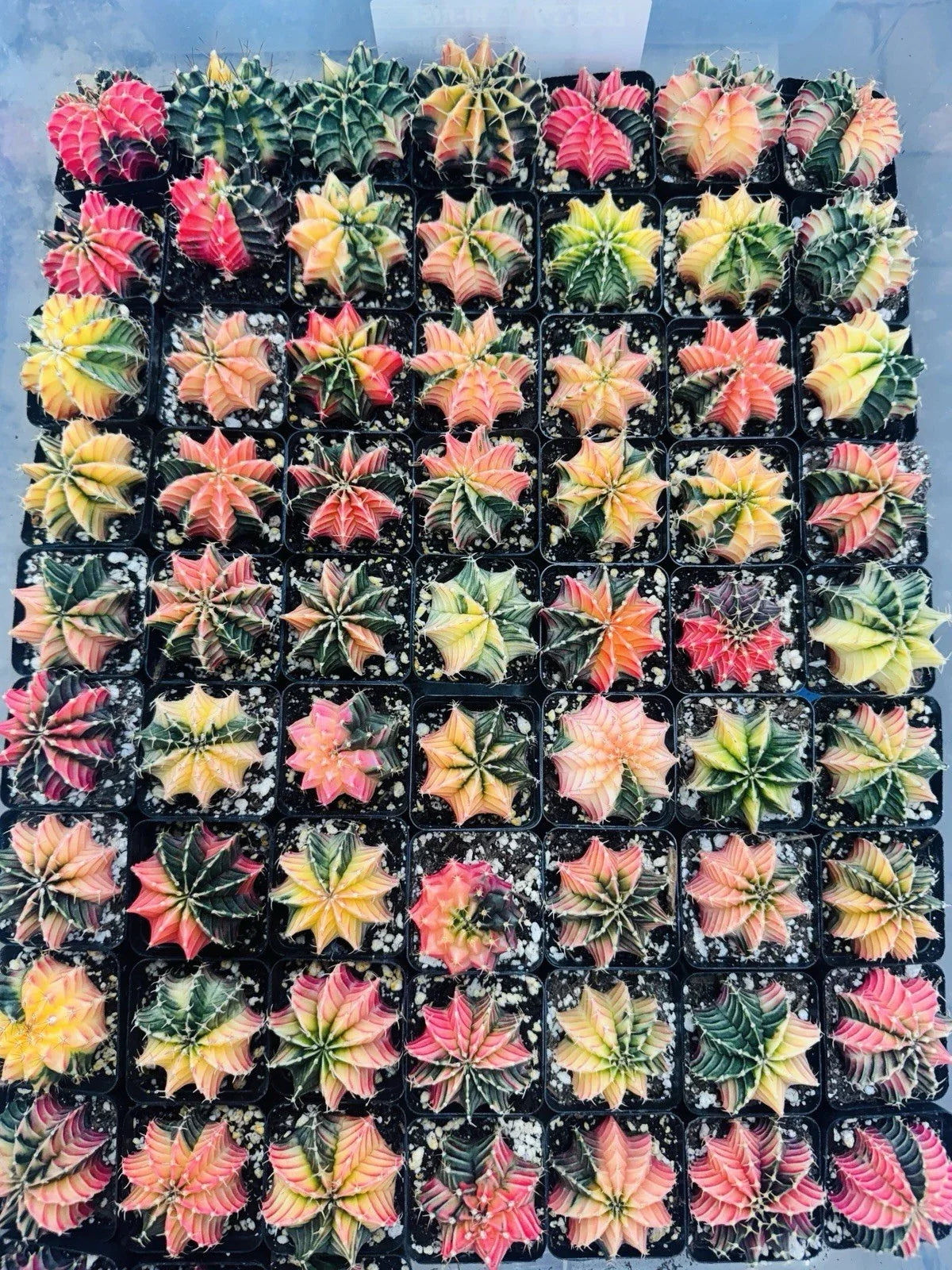 Live Cactus Gymnocalycium LB 2178 Hybrid Rare Succulent from Thailand, Unique Cactus Variety, Easy Care, Collectible Indoor Plant