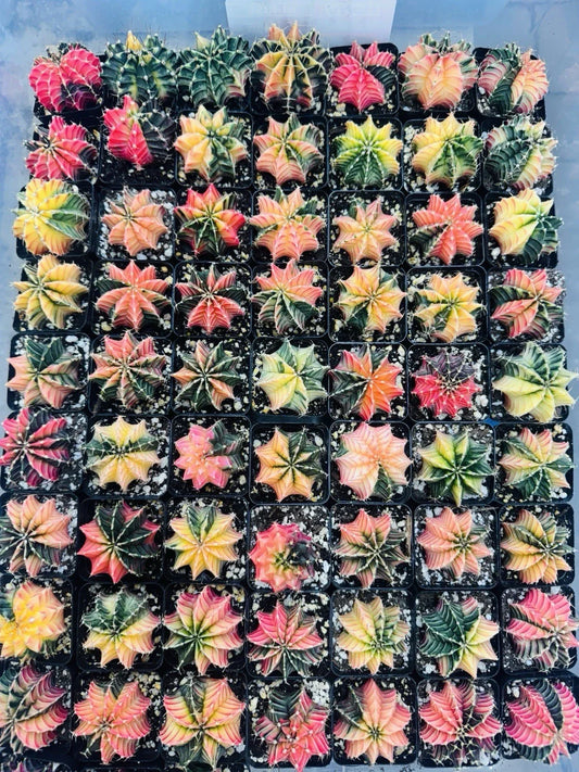 Live Cactus Gymnocalycium LB 2178 Hybrid Rare Succulent from Thailand, Unique Cactus Variety, Easy Care, Collectible Indoor Plant